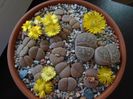 Lithops