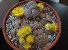 Lithops