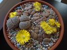 Lithops
