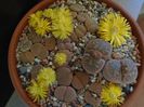 Lithops