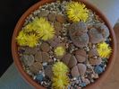 Lithops