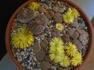 Lithops