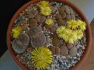 Lithops