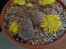 Lithops