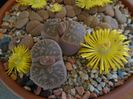 Lithops