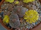 Lithops