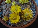Lithops