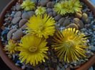 Lithops