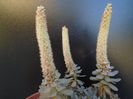 Orostachys iwarenge