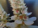 Orostachys iwarenge