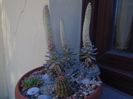 Orostachys iwarenge