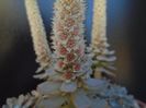 Orostachys iwarenge