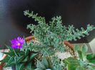 Trichodiadema bulbosum