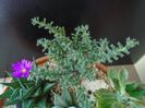 Trichodiadema bulbosum
