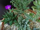 Trichodiadema bulbosum