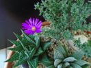 Trichodiadema bulbosum