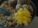 Copiapoa laui