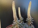 Orostachys iwarenge
