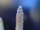 Orostachys iwarenge