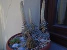 Orostachys iwarenge