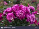 rose-wild-blue-yonder-at-owen-rose-garden-in-eugene-oregon-usa-TRHMXG