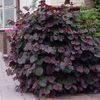 alun rosu purpurea