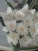 floare hoya thomsonii
