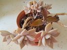 Graptopetalum paraguayense