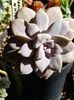 Graptopetalum pentandrum superbum