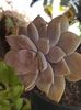 Graptopetalum pentandrum superbum