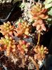 Sedum rubrotinctum( jelly bean)