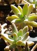 Sedum neidentificat