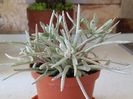 Senecio scaposus