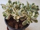 Cotyledon ladysmithiensis variegat