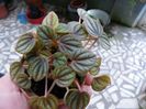 peperomia