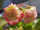 Happy Appleblossom-ultimii trandafirasi