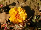portulaca grandiflora