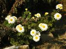 chrysanthemum Poesie