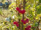 malus Red Sentinel