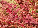 berberis Golden Ring