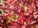 berberis Golden Ring