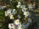 aster ageratoides Starshine