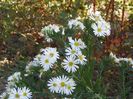 aster ageratoides Ashvi