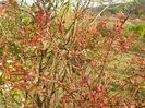 rosa multiflora