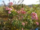 Heavenly Pink