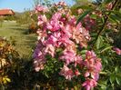 Heavenly Pink