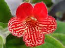 BriD’s Margareta