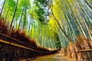 1 aSLIDE 16 Arashiyama Bamboo Grove Japan ThinkstockPhotos536664596