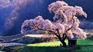 Japanese-Cherry-beautiful-tree-960x540