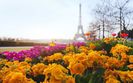 spring-flowers-paris-france-SPRINGSTART0219